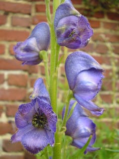 Bioenergetics, dianetics, reiki... a listing of essentially the most damaging mental pseudotherapies 2 file 20251111 56 4sj9zg.jpg?ixlib=rb 4.1