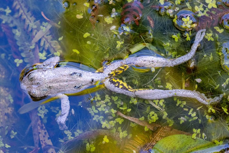 A dead frog lies in water on its back, with pale skin.