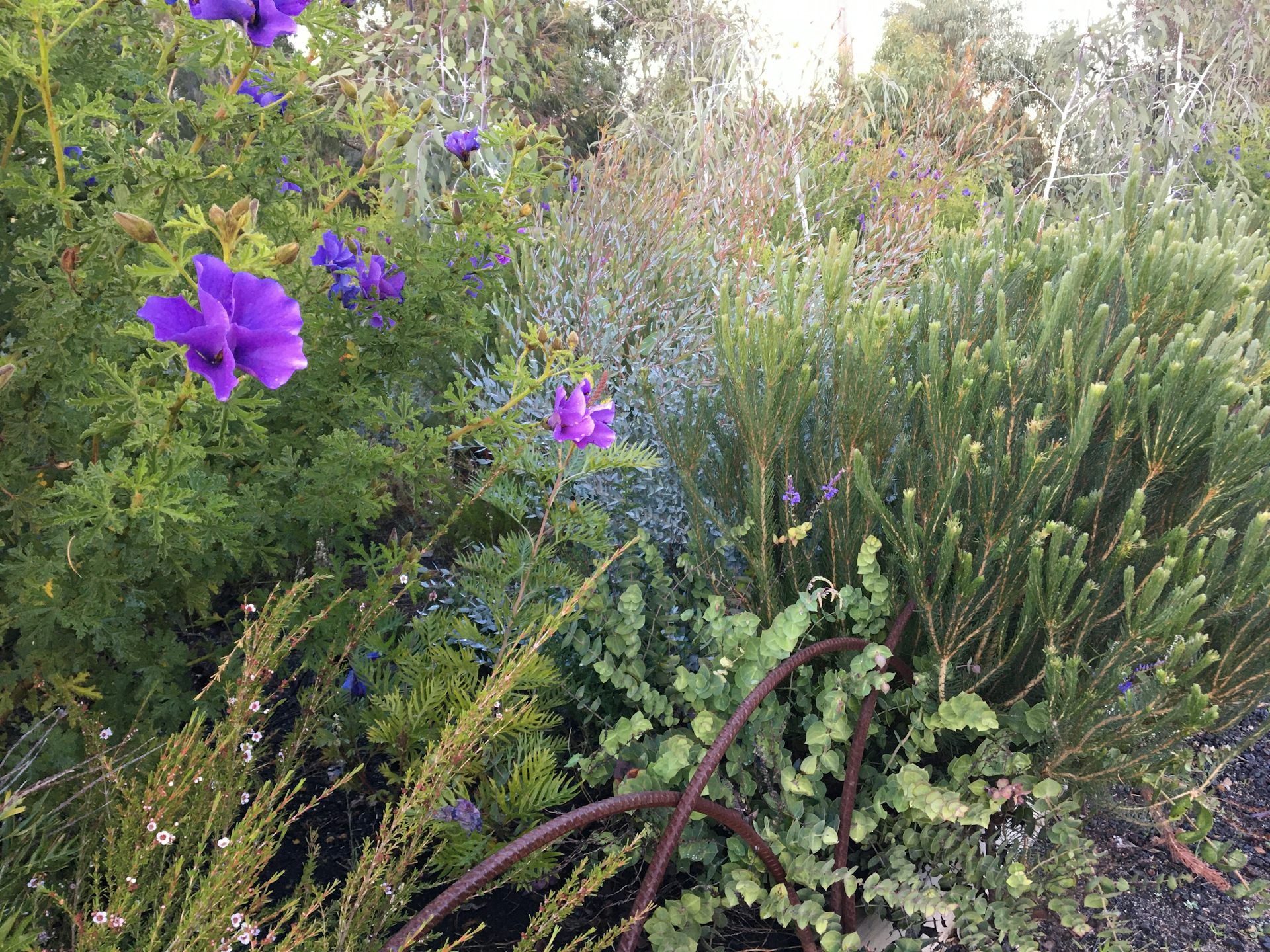 We planted two woody meadows a decade ago to see what would thrive. Now the concept is popular across Australia.