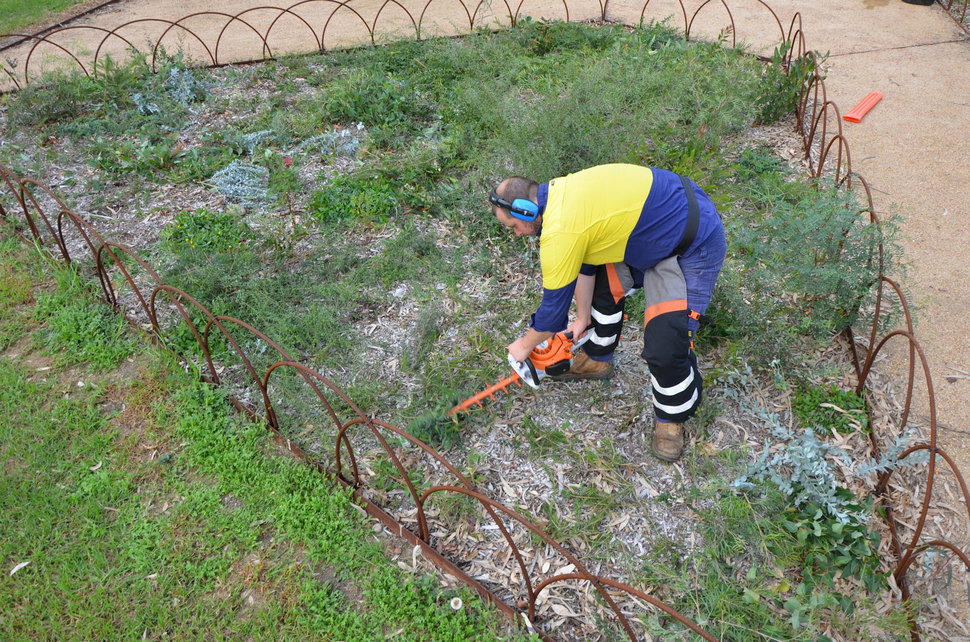A man with a power tool cuts plants