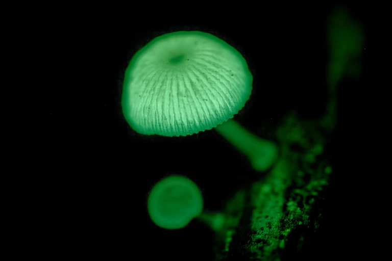 Photographie de Mycena cf chlorophos