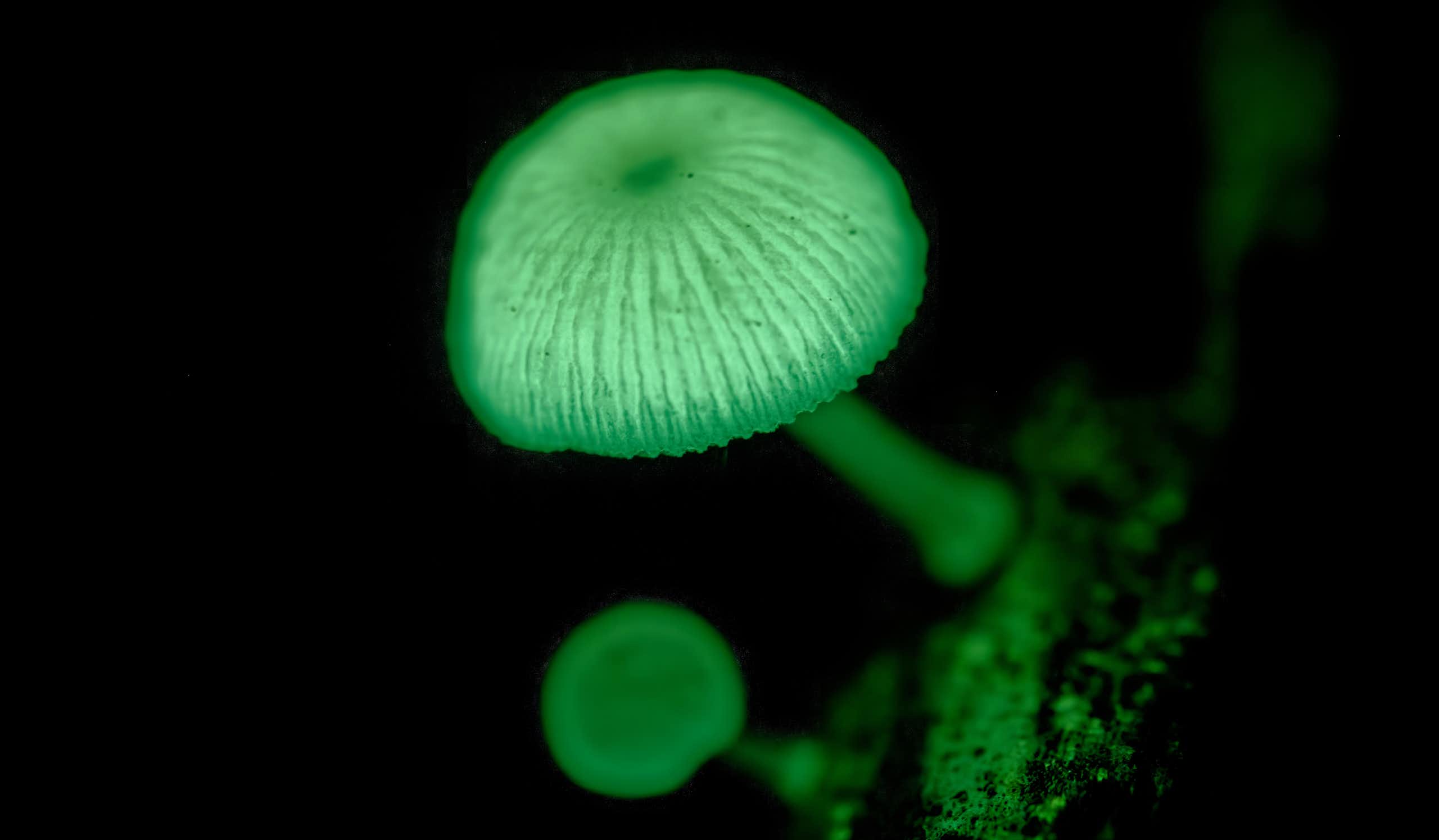 Photographie de Mycena cf chlorophos