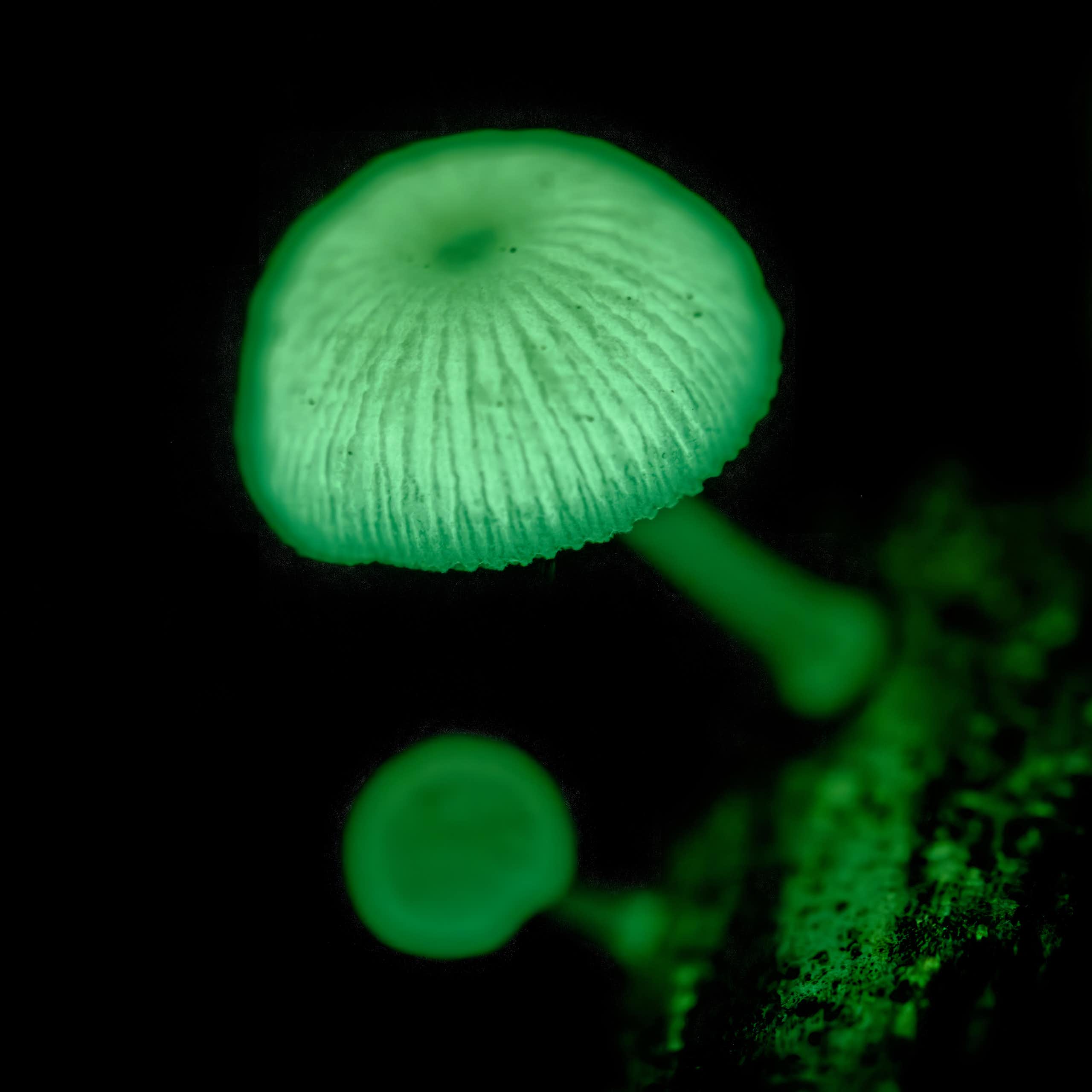 Photographie de Mycena cf chlorophos