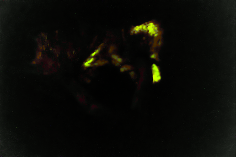 Those mushrooms that glow within the evening: fungal bioluminescence deciphered 1 file 20251112 56 ttkbga.png?ixlib=rb 4.1