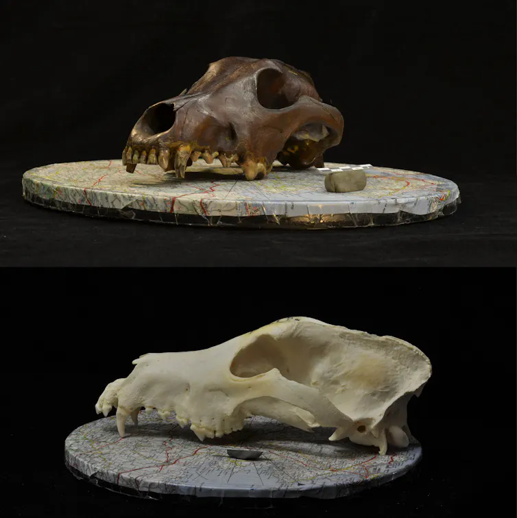 Photograph of an archaeological canid skull (top) and a modern dog skull (bottom).