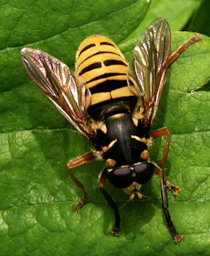 Hoverfly on leaf with yellow and black striped body.