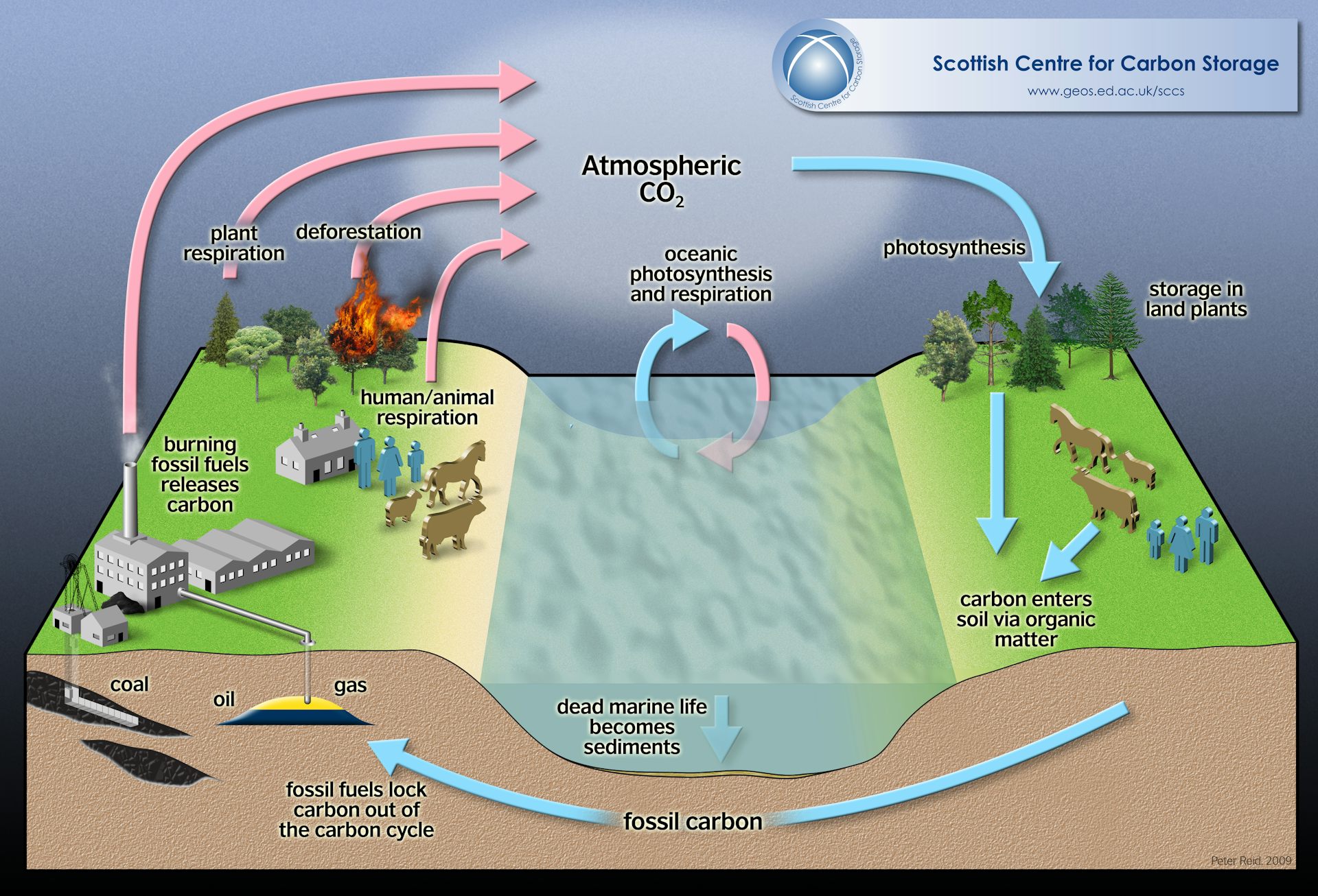 fossil fuels carbon cycle
