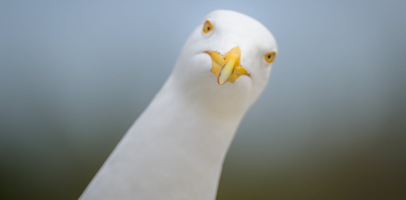 Yes, shouting at seagulls actually works, scientists confirm Yes, shouting at seagulls actually works, scientists confirm