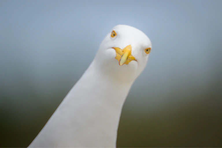 Close up of a herring gull