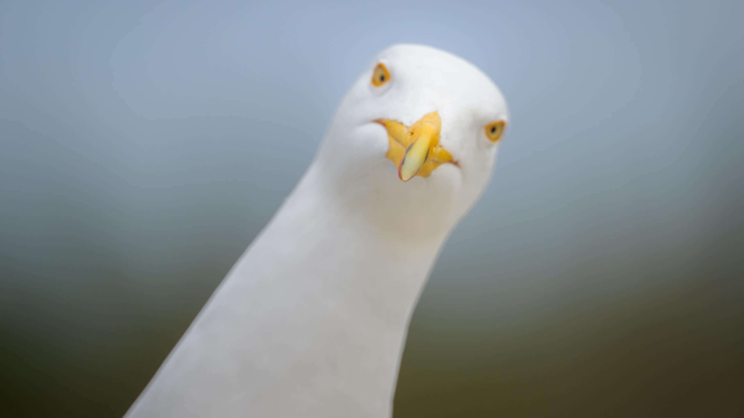 Close up of a herring gull