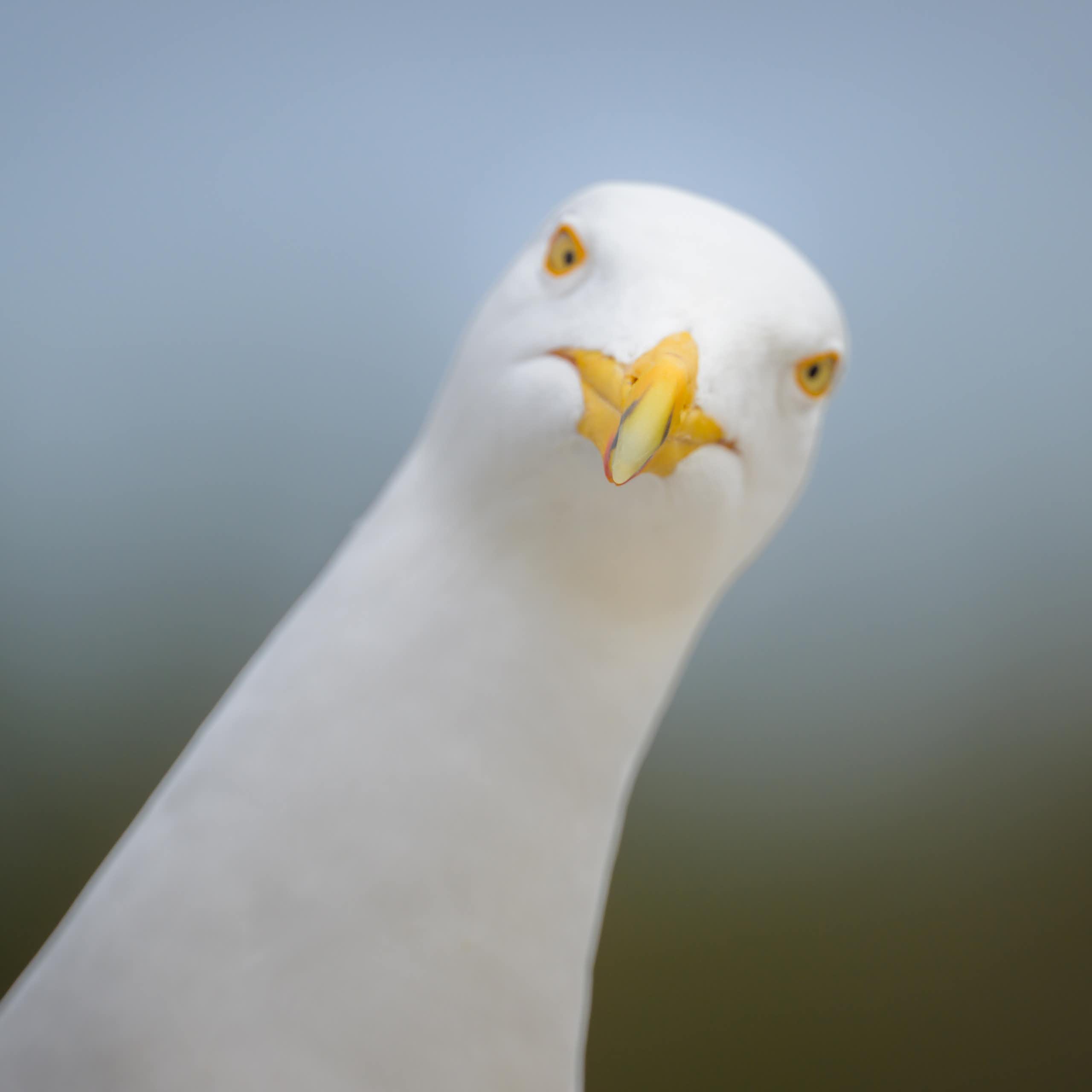 Close up of a herring gull
