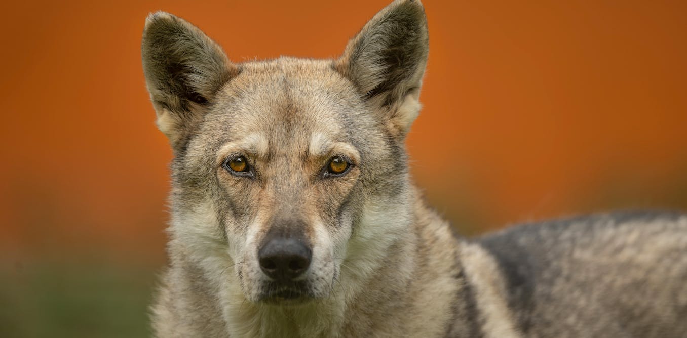 Dogs 10,000 years ago roamed with bands of humans and came in all shapes and sizes Dogs 10,000 years ago roamed with bands of humans and came in all shapes and sizes