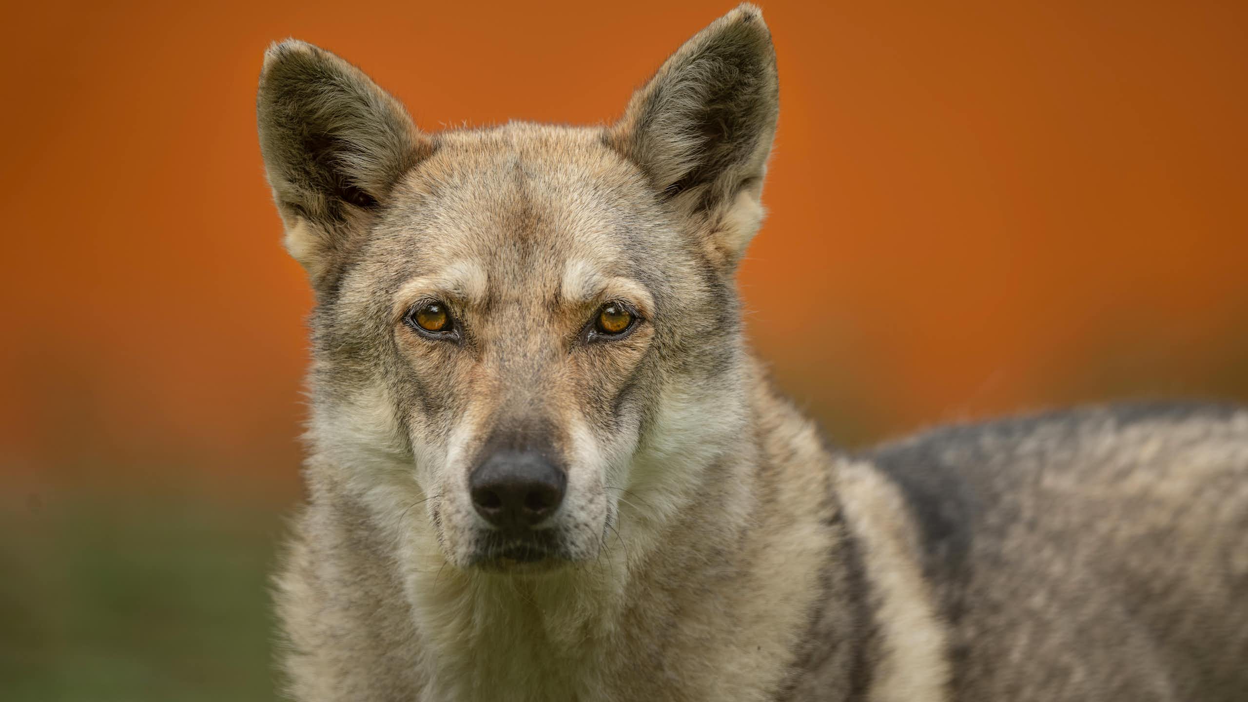 A dog with thick beige fur and brown eyes.