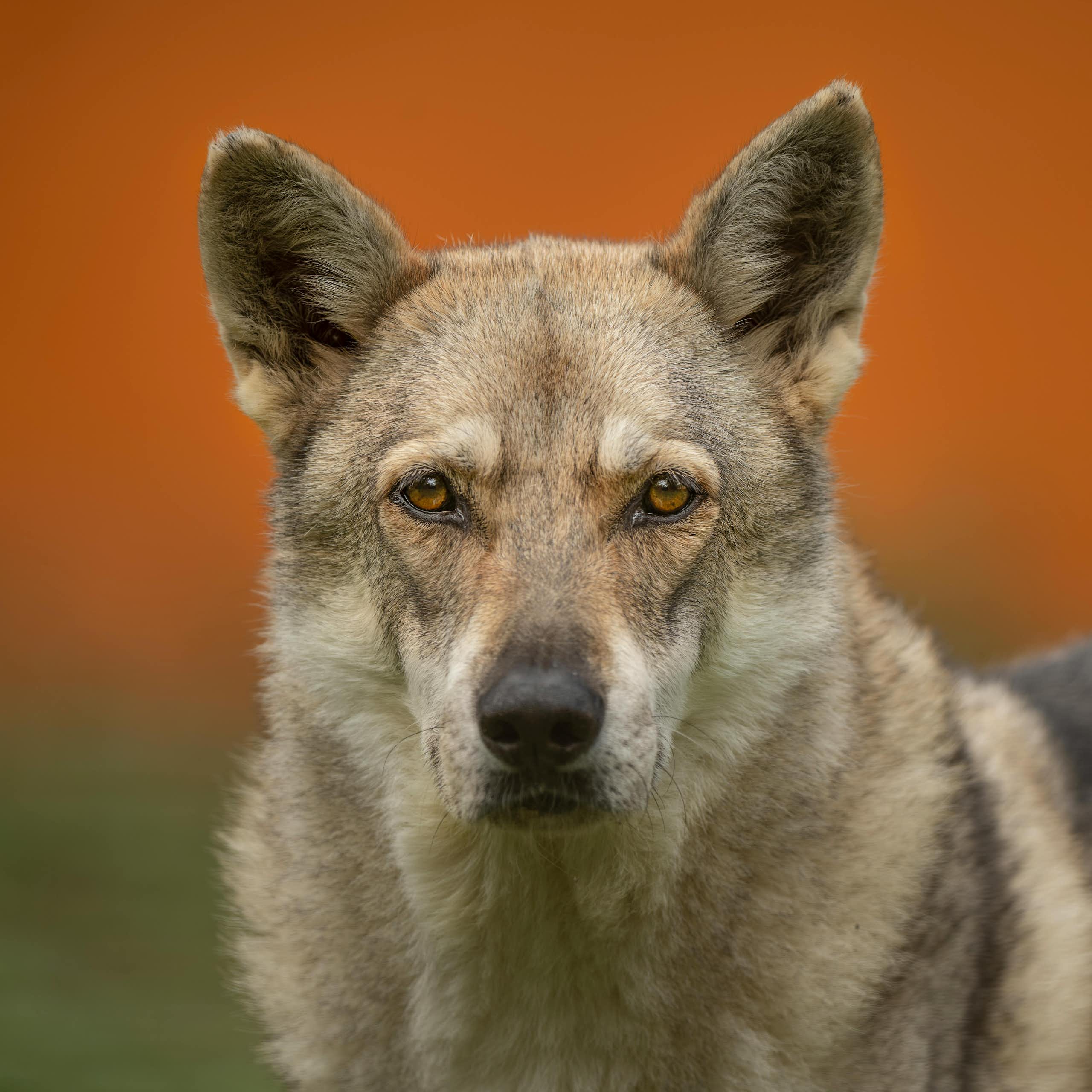 A dog with thick beige fur and brown eyes.