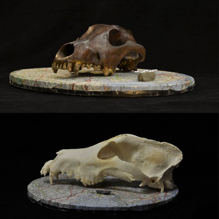 Two skulls with long snouts.