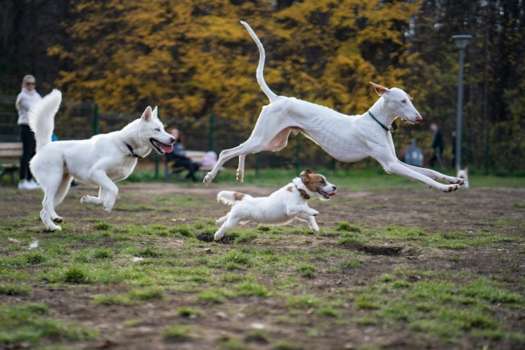 A group of white dogs running across a field.