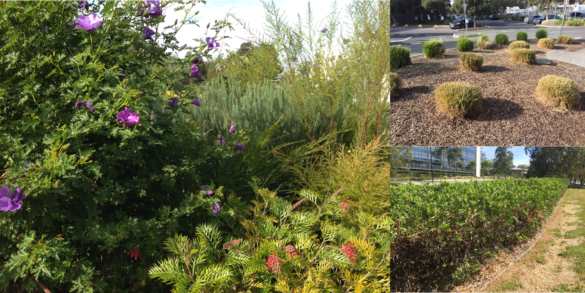 A range of different Australian native plants