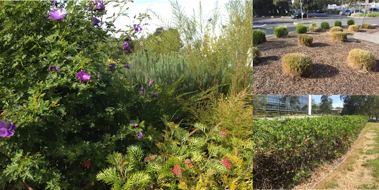 A range of different Australian native plants