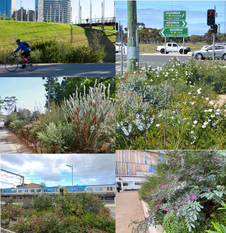 Images of plants in different sites - along a bike path, a street verge, a road, near a train, in a university campus