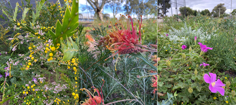 Australian native flowering plants