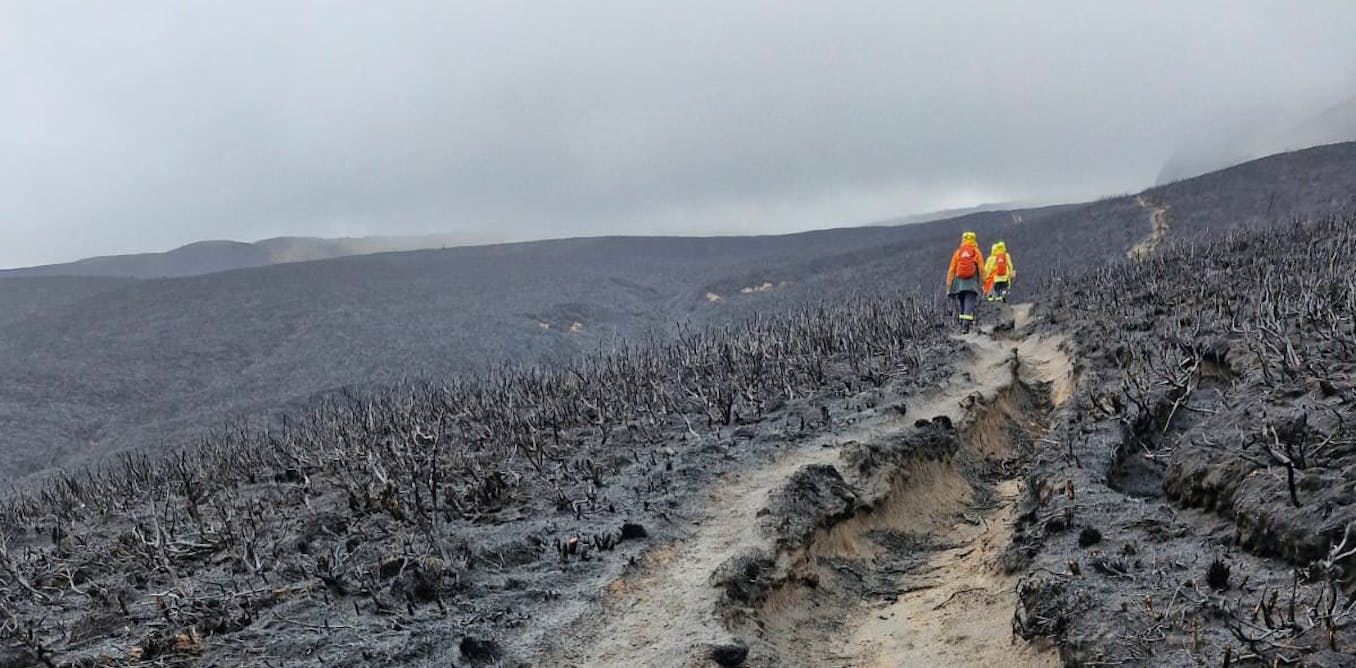 The fire is out, but Tongariro is now at risk of losing its unique biological legacy The fire is out, but Tongariro is now at risk of losing its unique biological legacy