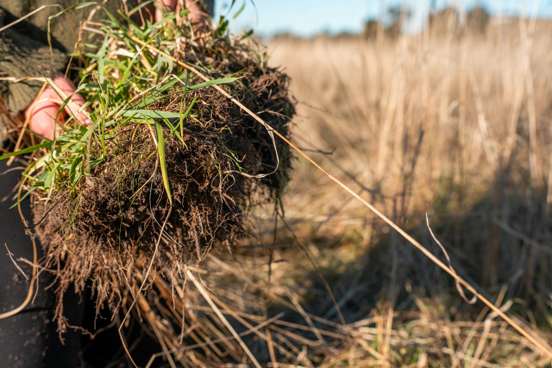 farmer holds soil with grass and plant roots, by arable field