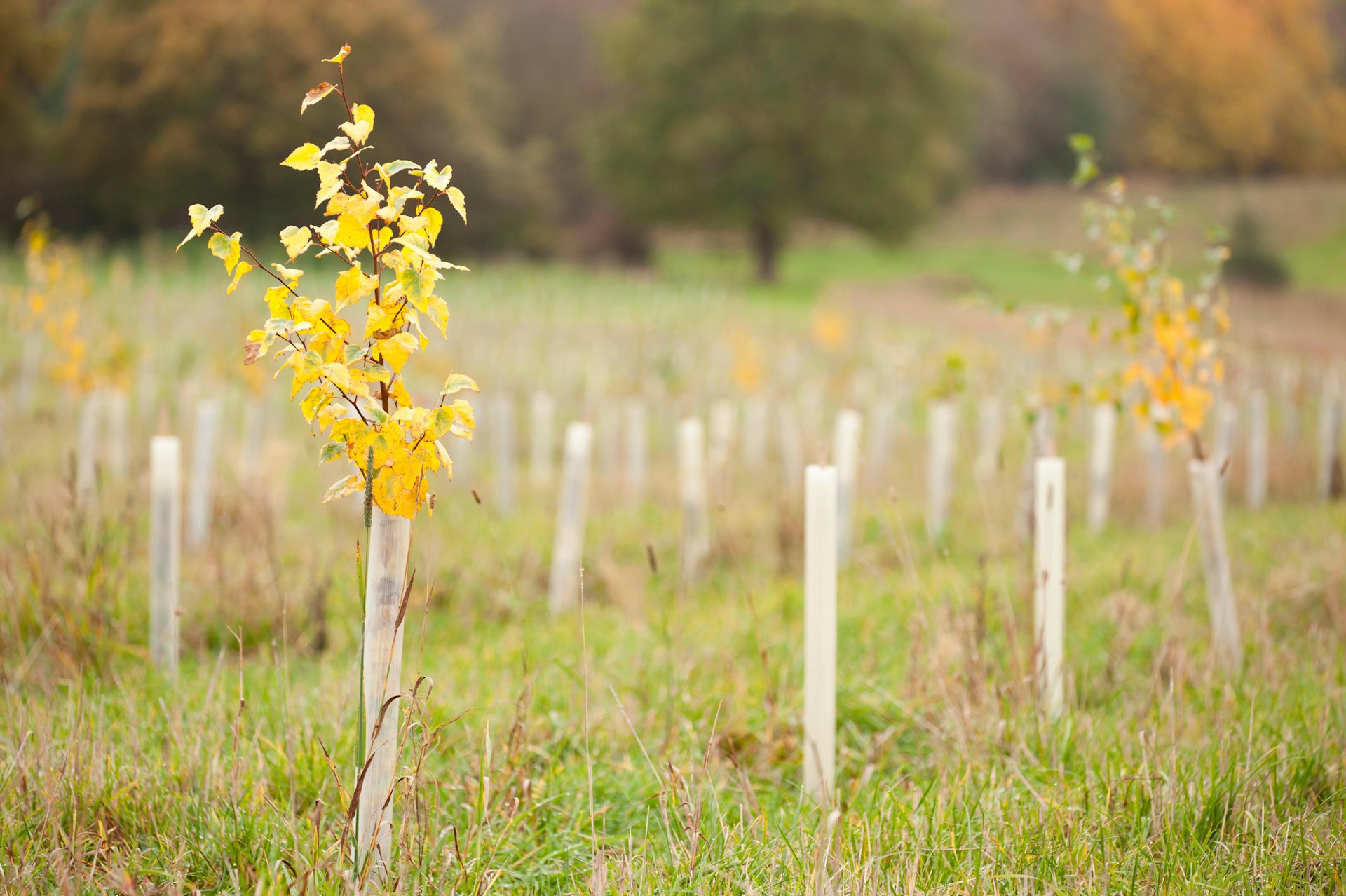 Rows of young sapling trees in Feanedock wood.