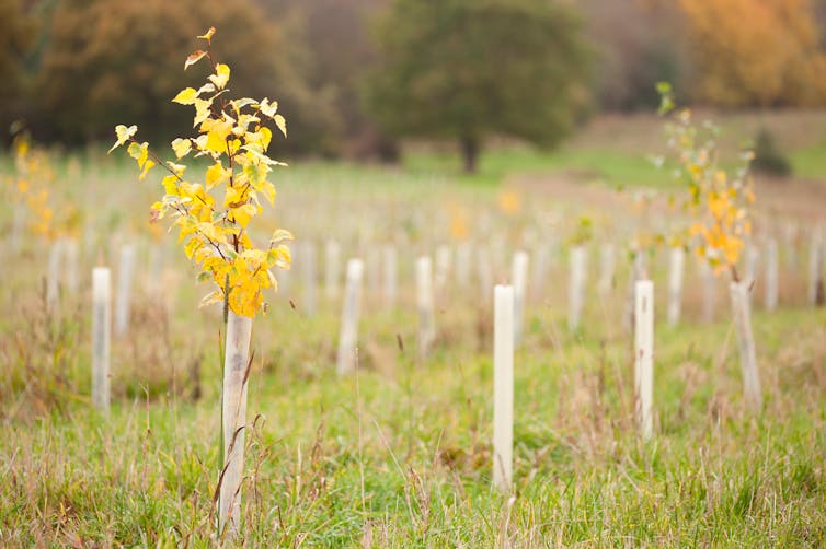 What do bushes take note? Our analysis unearths trauma and hope hidden of their recollections 2 Rows of young sapling trees in Feanedock wood.