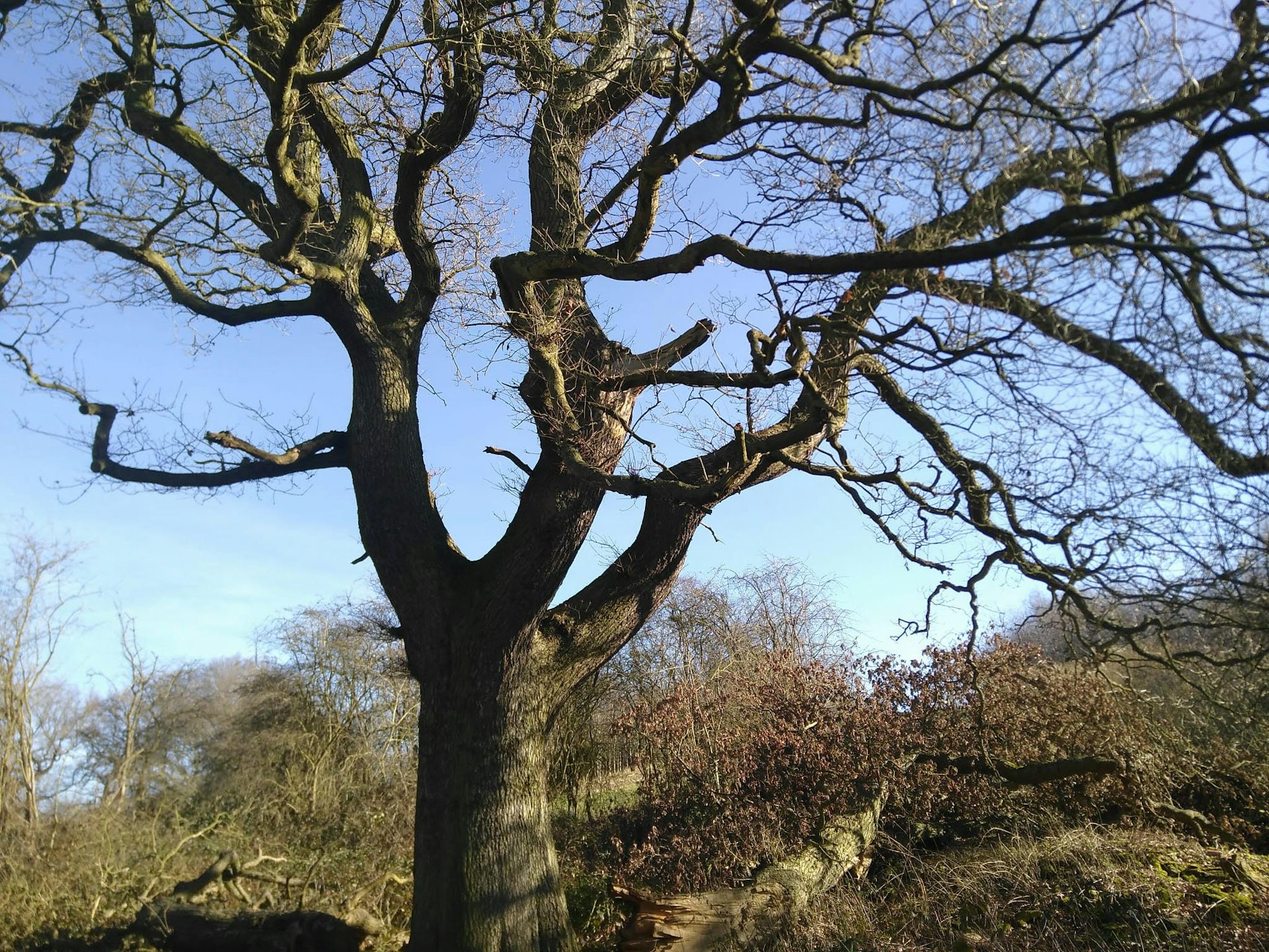 What do trees remember?