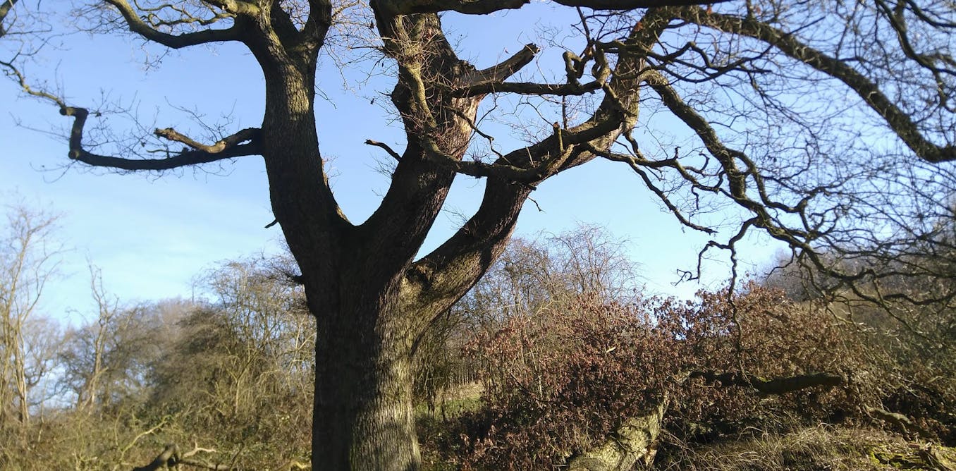 What do trees remember? What do trees remember?