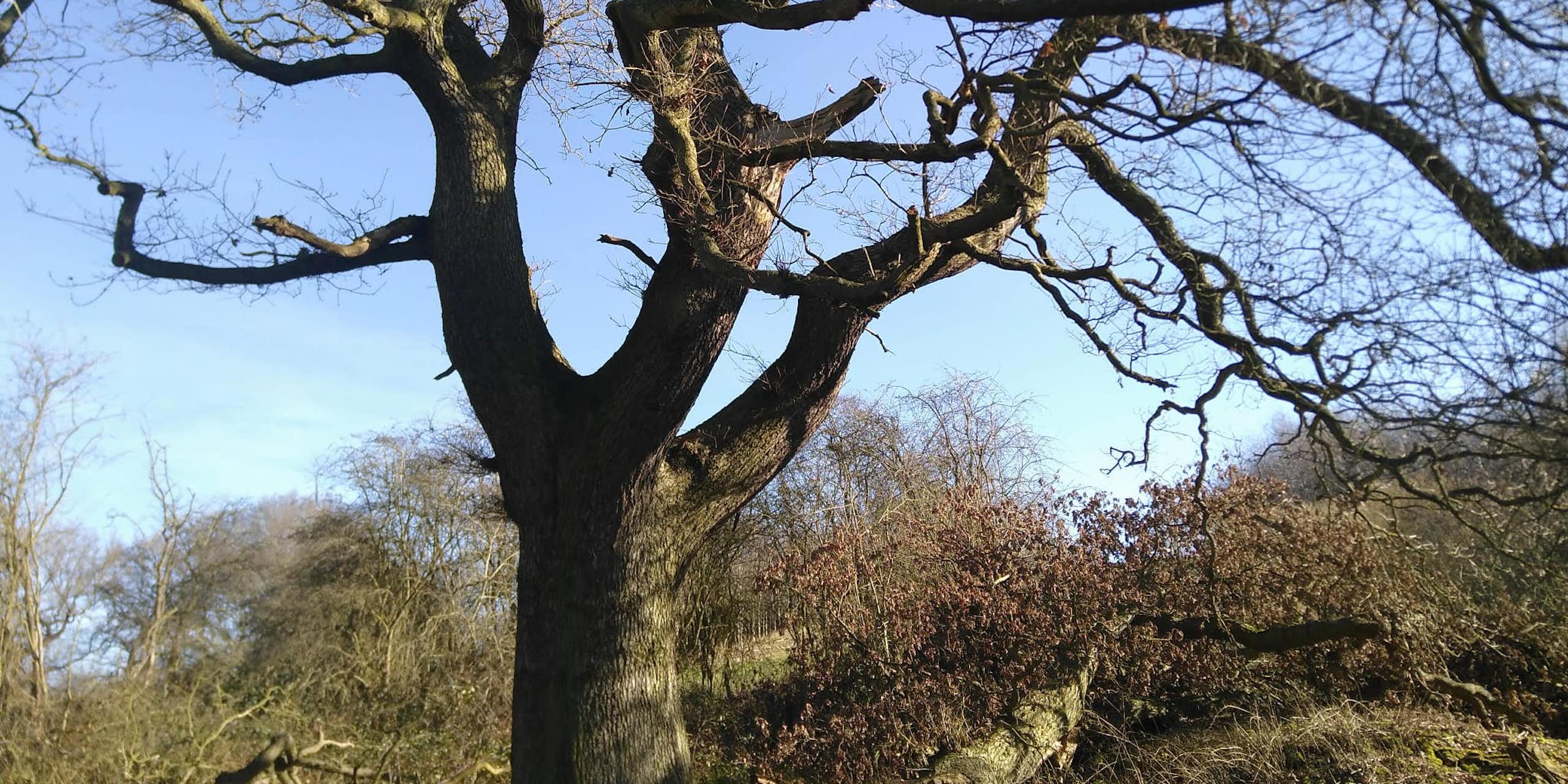 The mighty Feanedock Oak tree.