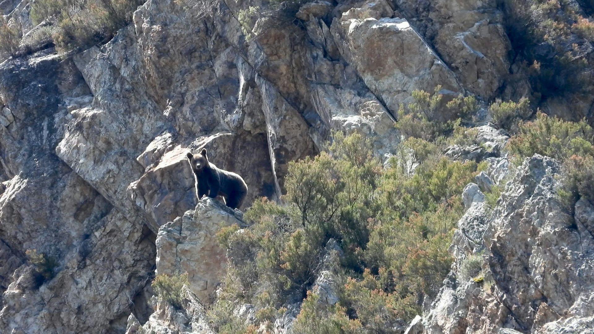 A bear watches over some stones