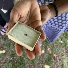 What do bushes take note? Our analysis unearths trauma and hope hidden of their recollections 6 A tree seed in a box.