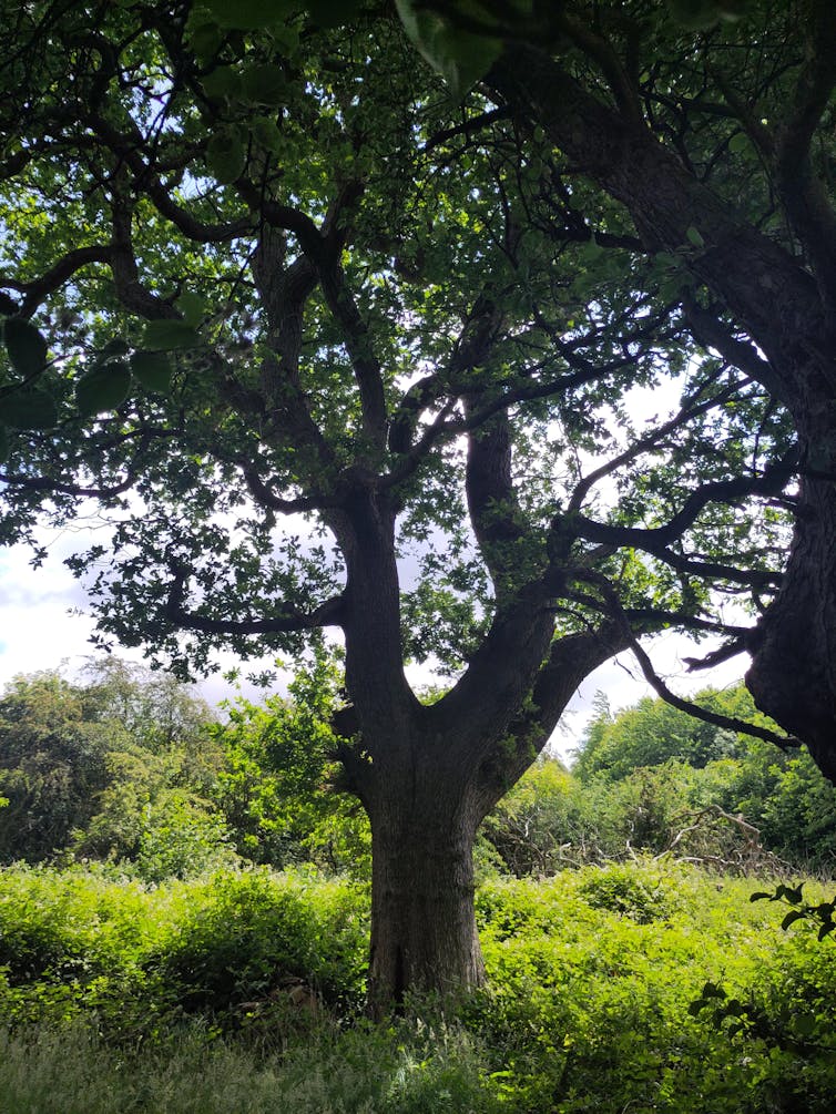 What do bushes take note? Our analysis unearths trauma and hope hidden of their recollections 3 The Feanedock Oak stands around 120 foot tall.
