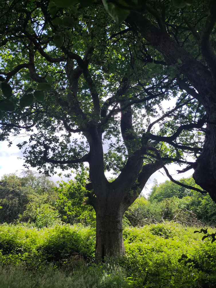 The Feanedock Oak stands around 120 foot tall.