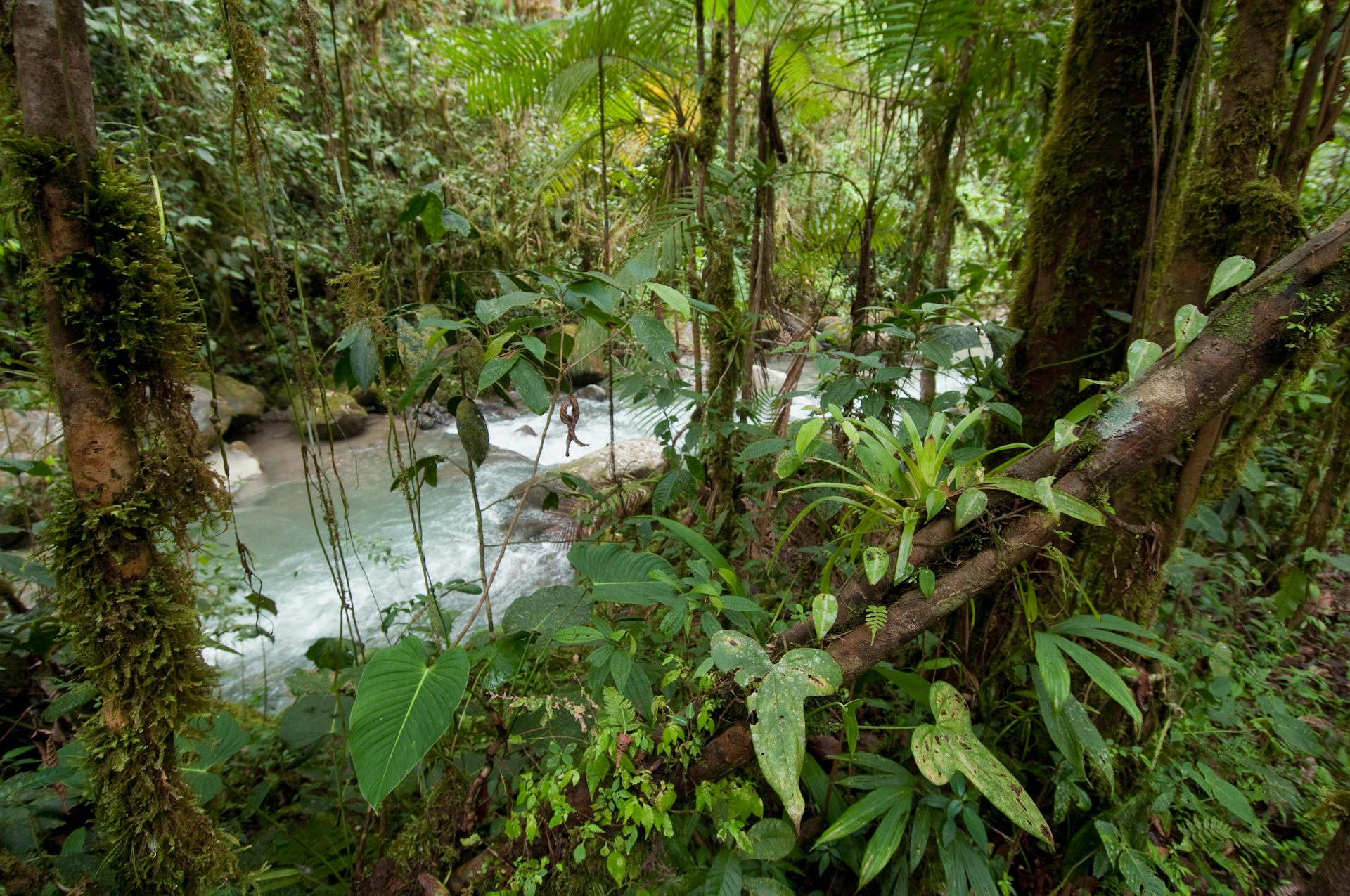 Los Cedros rainforest in Ecuador.