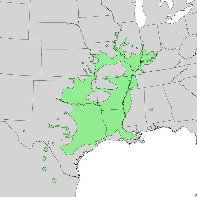 How pecans went from not noted bushes to a vacation staple – the 8,000-year historical past of The usa’s best local main nut 1 A map of the US with parts of Texas, Louisiana, Oklahoma, Arkansas and Missouri highlighted in green.