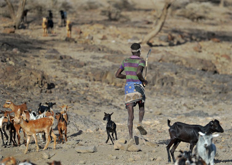 If evolution is actual, then why isn’t it going down now? An anthropologist explains that people in reality are nonetheless evolving 1 a man runs after one of several goats in a dry, dusty landscape