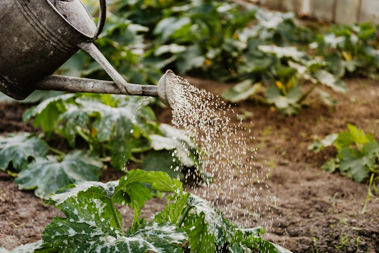 Watering can watering vegetables in ground