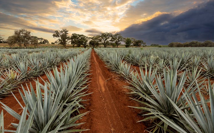 Campos de cultivo de agave.