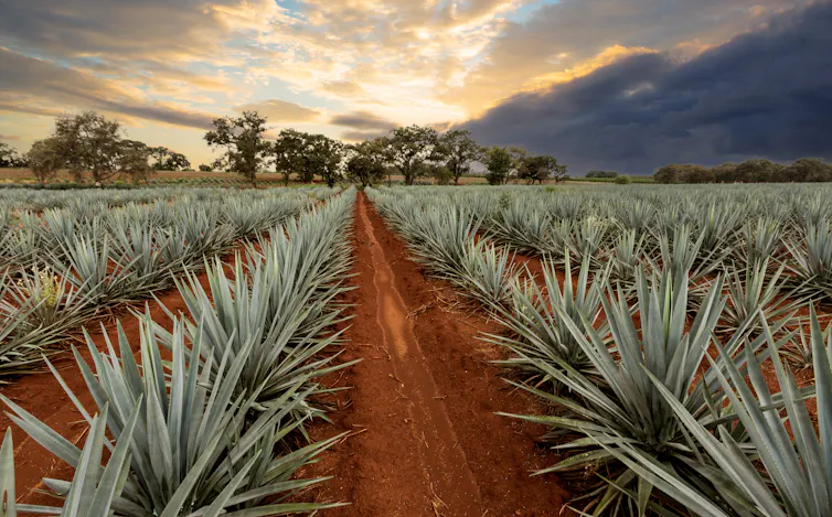 Campos de cultivo de agave.