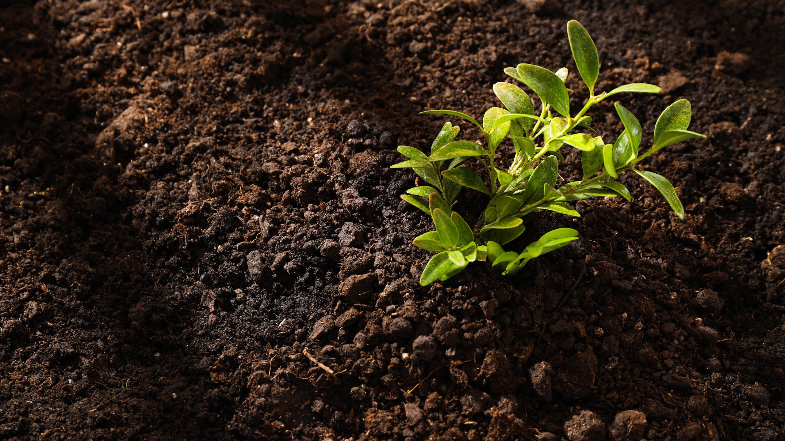 Botânica e história: Da estranha ideia de que as plantas comiam terra à descoberta da fotossíntese