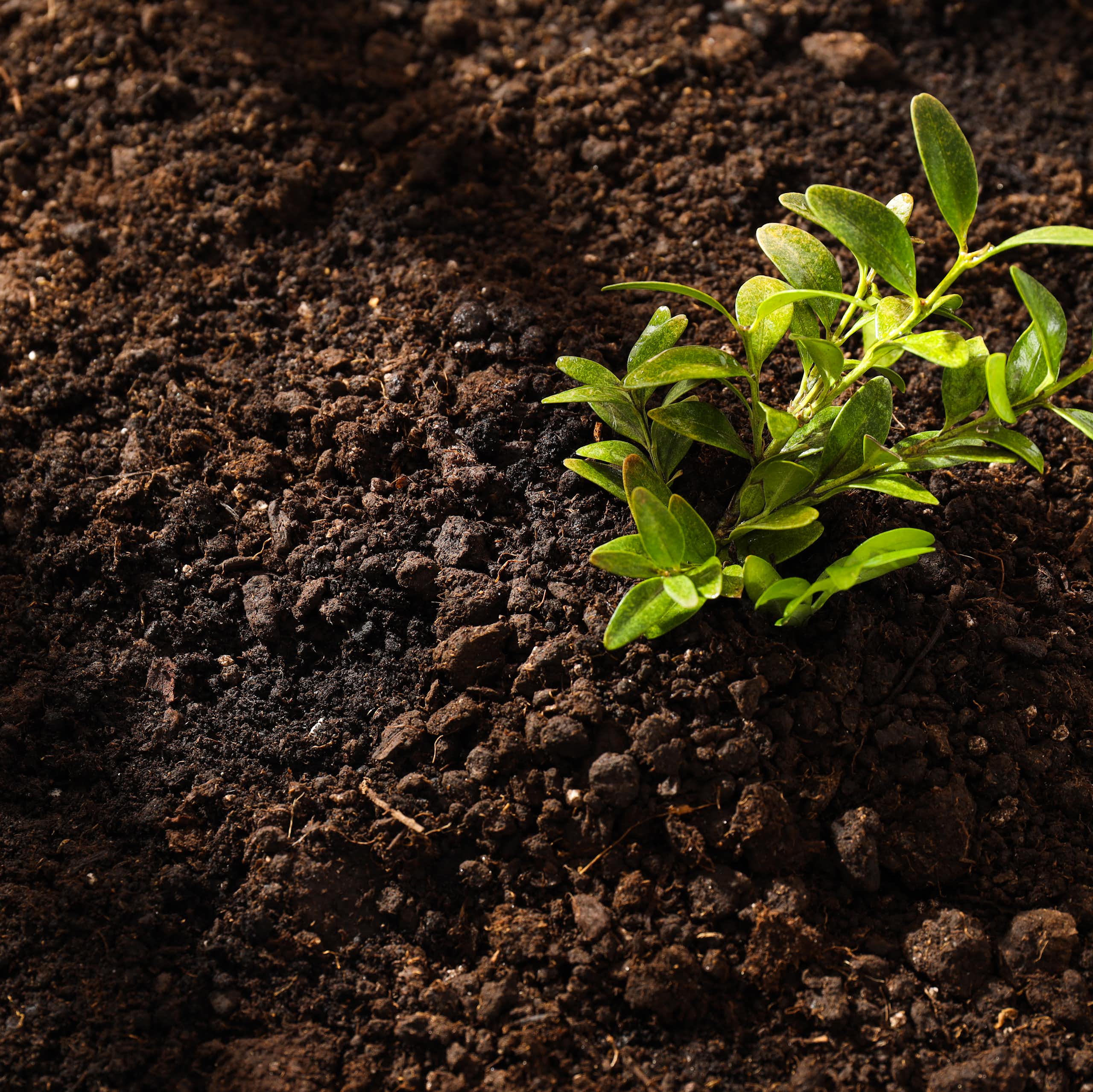 Botânica e história: Da estranha ideia de que as plantas comiam terra à descoberta da fotossíntese