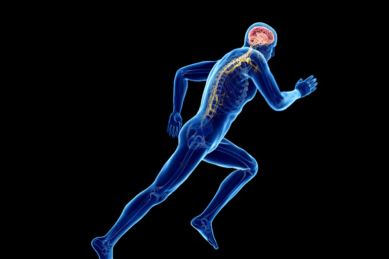 Imagen médica de un hombre corriendo