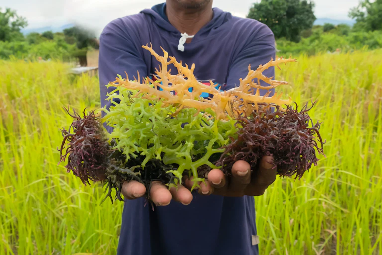 farmer holding seaweed in hands