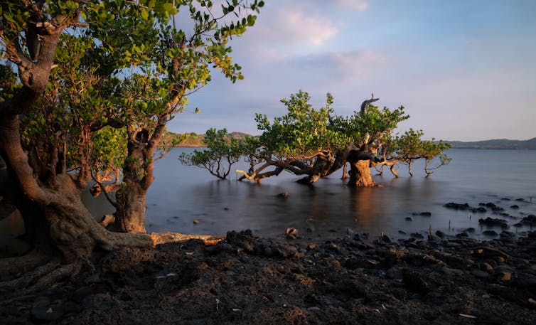 5 techniques to make the sea economic system extra sustainable and simply 1 mangroves trees, calm sea