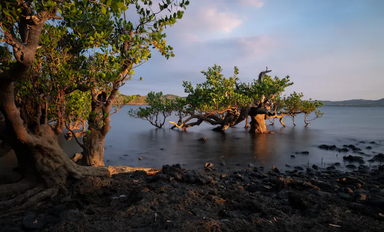 mangroves trees, calm sea