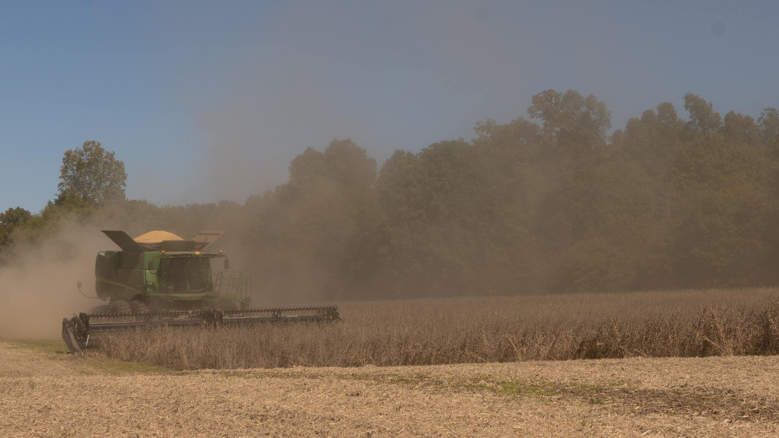 A combine harvester rolls through a field of soybeans.