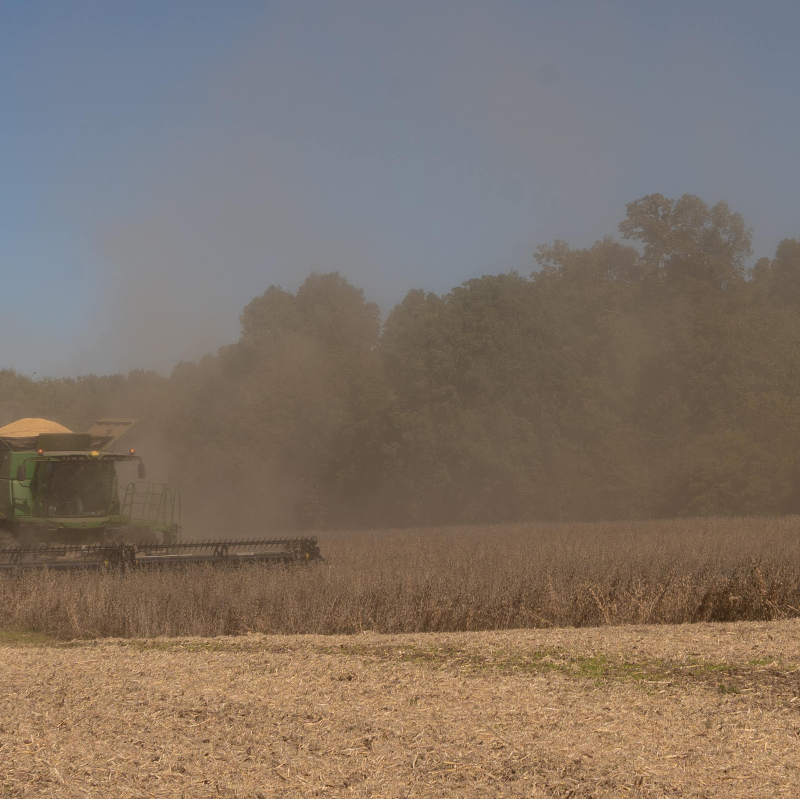 A combine harvester rolls through a field of soybeans.