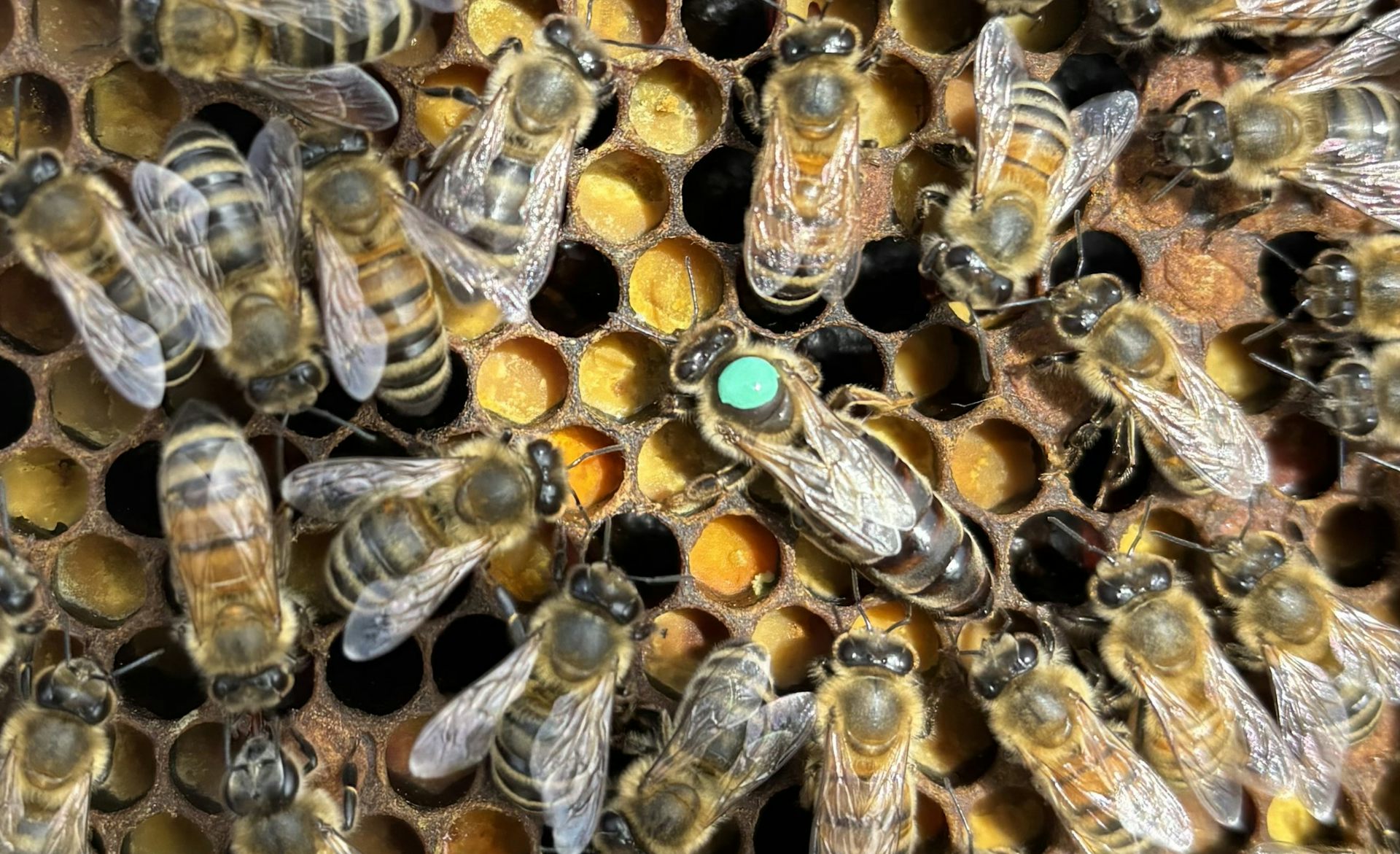 A queen honey bee stands on comb in the middle of a retinue of workers